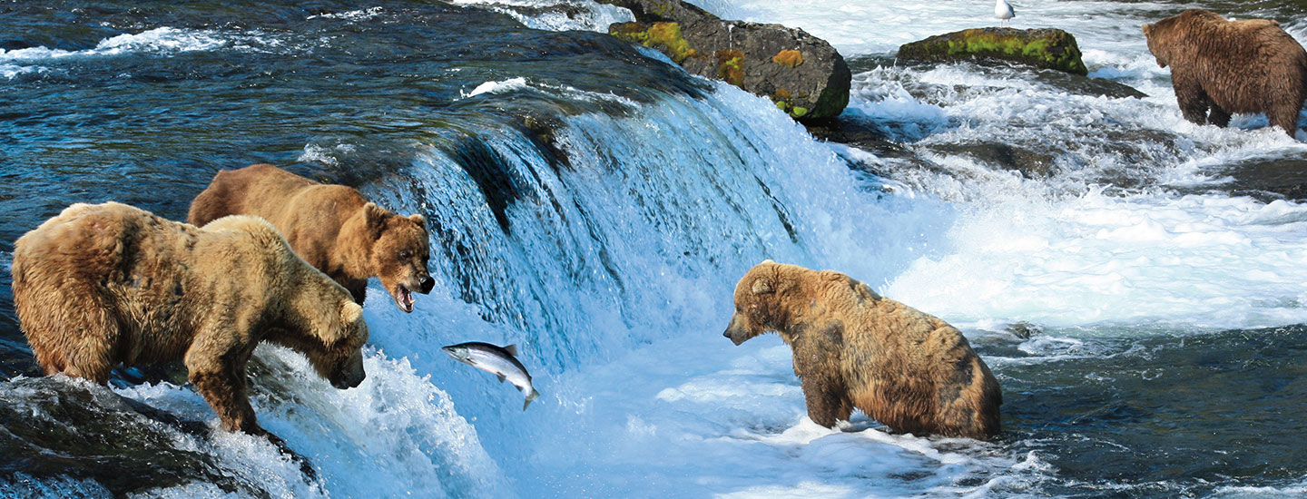 Bears in a river catching fish