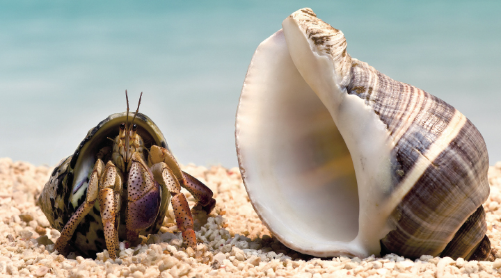 Image of a hermit crab next to a large shell