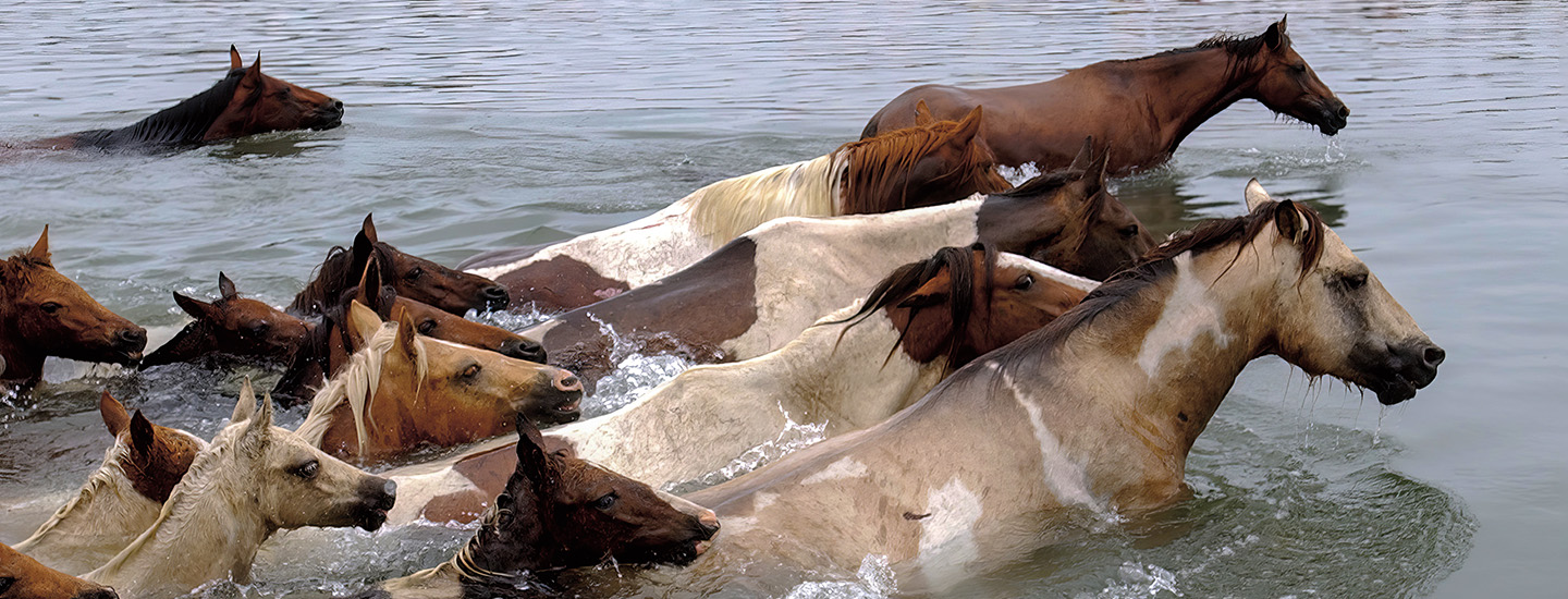 Photo of ponies swimming